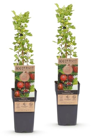 Green boutiQ - Obstpflanze - Ribes uva-crispa Hinnonmäki Röd - Stachelbeere - Winterhart - Rote Johannisbeere - 2 Pflanzen - Topf 15cm - Höhe 50cm