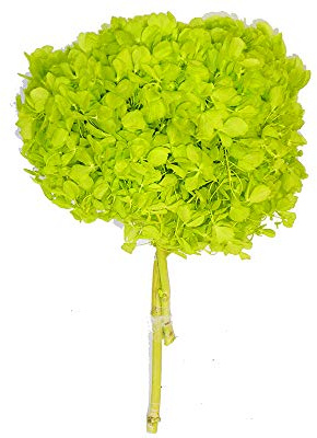 zelda bomobniere Mazzo Fiore Ortensia Stabilizzata con Steli Naturale Colorata Diametro 20 Cm (Verde)