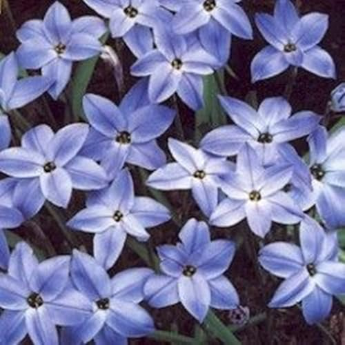 Lampadine Profumate,Bulbi Di Giglio Di Pioggia,Fiori Decorativi,Naturale, Salutare,Purificazione Dell'Aria,Lungo Periodo Di Fioritura-8 Bulbi-D