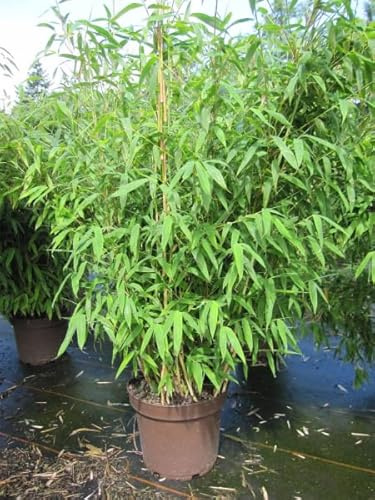 Fargesia robusta Pingwu - robuster Bambus Pingwu