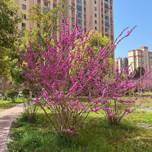 Semillas Judas jardín de tallo resistente primavera perenne resistentes 100pcs