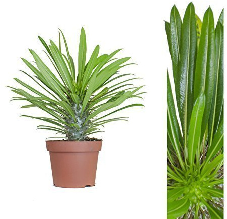 Madagaskarpalme 30cm +/- Pachypodium lamerei Zimmerpflanze, Topfpflanze