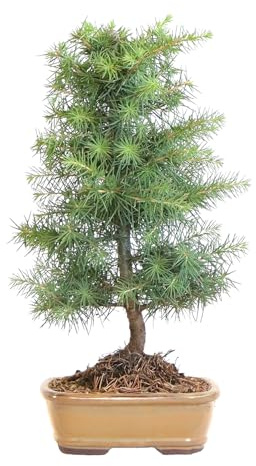 KENTIS - Bonsái Cedrus Libani - Cedro del Líbano - Planta Real Resistente de Exterior - Planta Ornamental - Maceta de Cerámica 21 cm