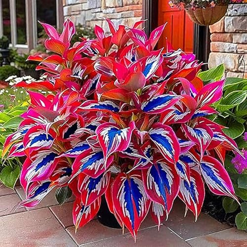 Rare Hosta,Perfetto per i bordi-Garden,Eleganti,Rizoma Di Hosta.-4Rizoma-E