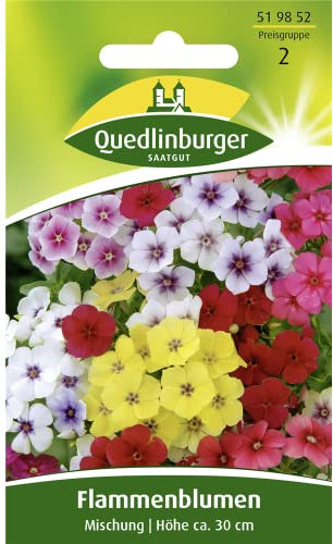 Flammenblume, Phlox Mischung
