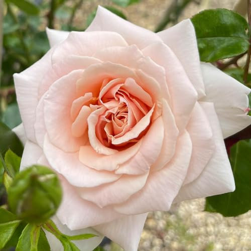 Harkness Roses 'Penny Lane' ® Climbing Rose in 4 Litre Pot