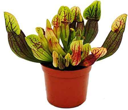 Exotenherz Schlauchpflanze - Sarracenia purpurea Hybr. - Fleischfressende Pflanze - 9cm Topf