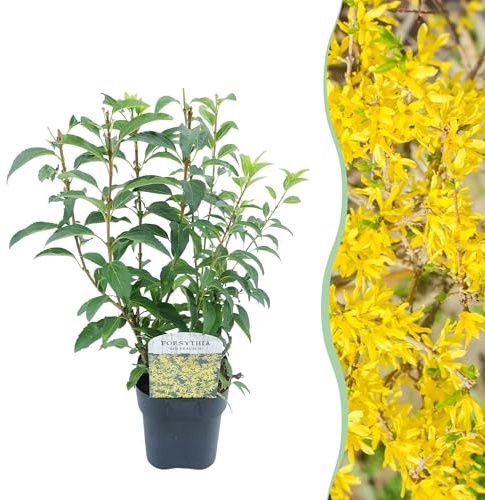 GreenboutiQ - Sträucher - Forsythia intermedia Goldrauch - Blüte Gelb - 1 Pflanze - Laubabwerfend - Wenig Pflege - Topf 17cm Höhe 45cm