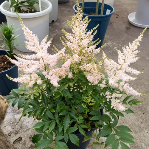 semillas de astilbe, jardín de balcón, resistente al invierno, silvestres perenne, 350pcs