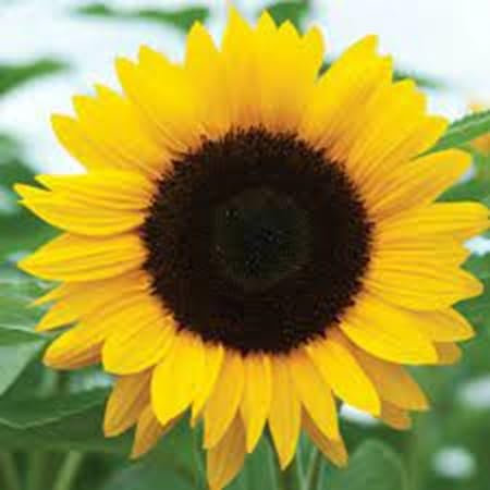 100 pièces de graines de fleurs de tournesol