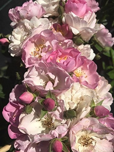 Ramblerrose Blush Rambler im 7 Liter Rosentopf