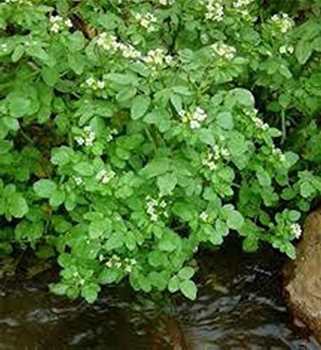 1 g/500 Semi di Crescione