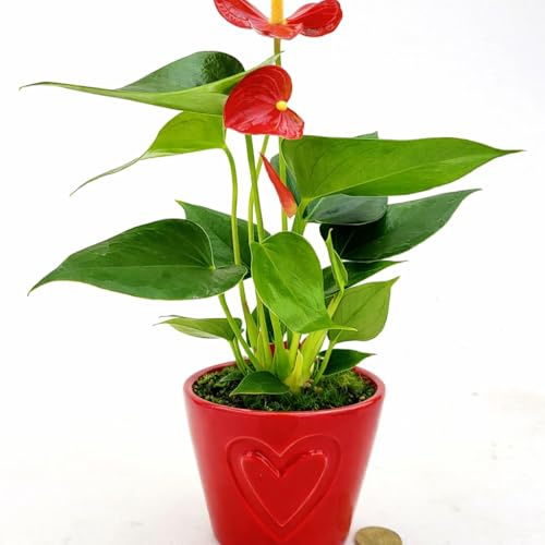 POWERS TO FLOWERS - ANTHURIUM ROSSO IN VASO CERAMICA CUORI, VASO 7 CM DIAMETRO, IDEALE COME PIANTA D'ACCOMPAGNAMENTO ALLA SCRIVANIA, piante vere