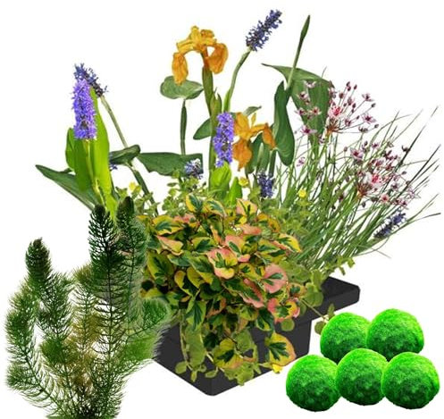 vdvelde.com - Pflanzeninsel wasserpflanzen + Sauerstoffpflanzen - - Schwimmende Insel: 25x25x5cm - 11 Pflanzen - Platzierung: lose auf dem Wasser