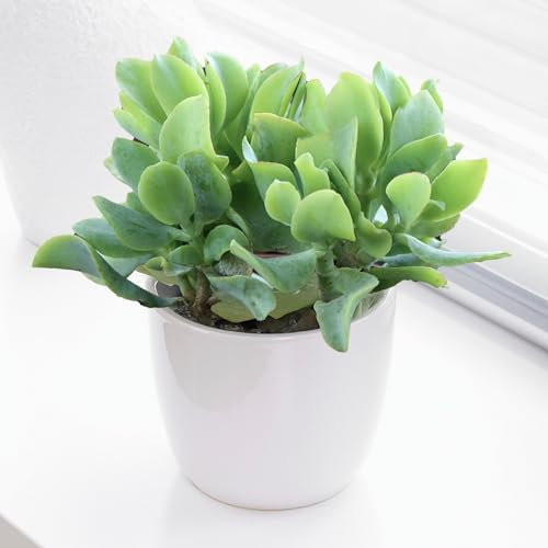 Crassula ovata Pianta da Interno - Pianta di Giada o Pianta dei Soldi - Piante Succulente Naturali, Regali Ideali per Piante da Interno (Crassula Curly Green, Altezza 20-25cm Inclusa Vaso)