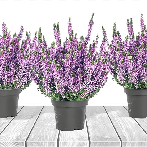 Heidekraut, Knospenheide, Besenheide 'Farbe Violett' 3x Pflanze im Topf, Calluna vulgaris, für Balkon, Terrasse oder Garten, Winterhart & Mehrjährig, Blühend, Pflegeleicht