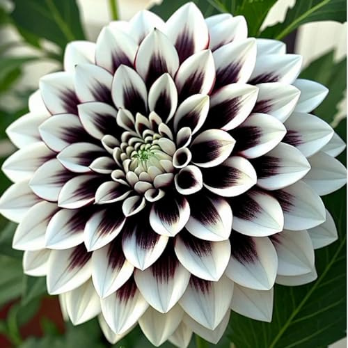 Dalias Rizomas.Hojas altas y grandes. ideal para embellecer el paisaje. Tolera el frío.（NVNJHJN）.-10 Rizomas-D