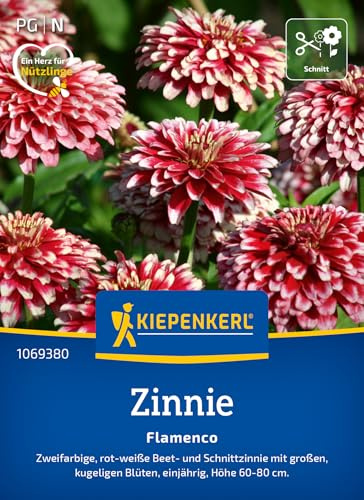 Kiepenkerl Zinniensamen Flamenco 1069380, Blumensaat | Zweifarbige, rot- weiße Beet- und Schnittzinnie mit großen, gefüllte Blüten, als Schnittblume, für Beet & Schnittblumen
