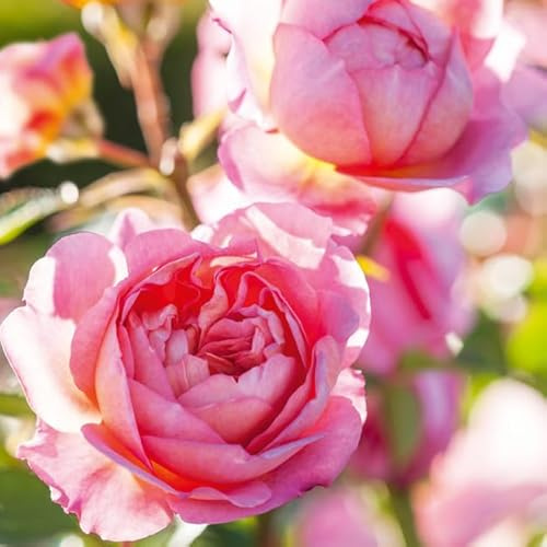 Abacus Cards Blank Greeting Cards 6 Pack with Envelopes (125 x 125mm) – English Shrub Rose Floral Design – Botanical Notecards for All Occasions – Recyclable