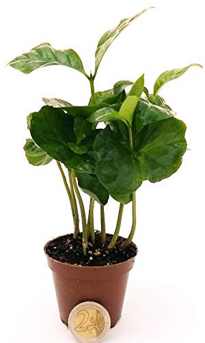 POWERS TO FLOWERS - PIANTA DEL CAFFE MICRO, COFFEA ARABICA, PER TERRARIUM, pianta vera