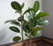 60 semillas de la planta Ficus elastica verde