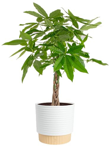 Costa Farms Live Money Tree (Pachira Aquatica), 3-4 Feet Tall, Large Indoor Plant with Braided Trunk, Easy Care Floor Plant in 10-Inch Decor Pot, Pet Friendly Housewarming Gift & Office Decor