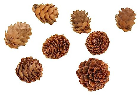 TOPBATHY 2–3 cm Mini-massenware Natürlich Getrocknete Tannenzapfen für Weihnachtsschmuck Heimdekoration