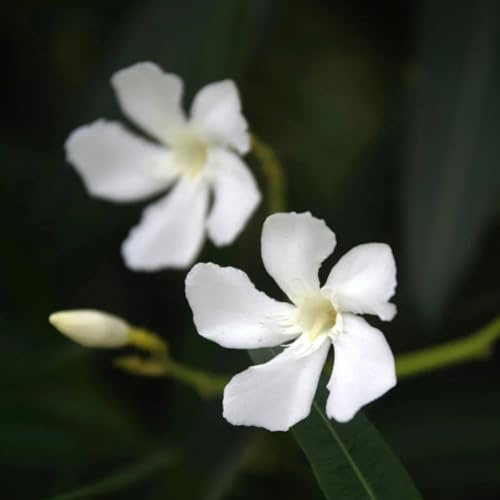 Semi di oleandro - semi di Nerium oleander - arbustive Le sono resistenti Le da giardino sono 10pcs