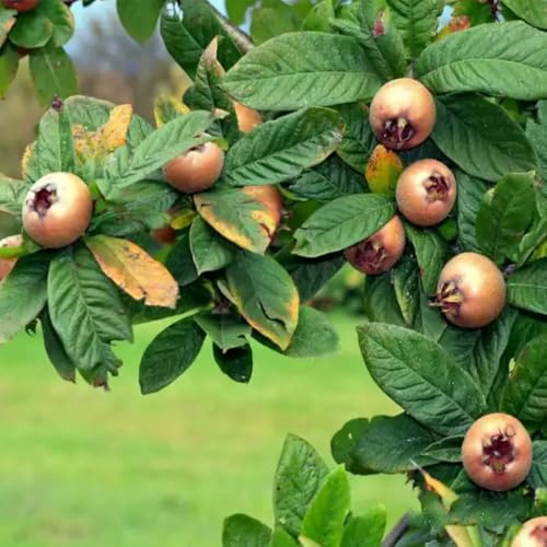 semi di nespolo - mespilus germanica - luoghi soleggiati di nespolo, aiuola rialzata fresca, arbusti a crescita rapida 40pcs