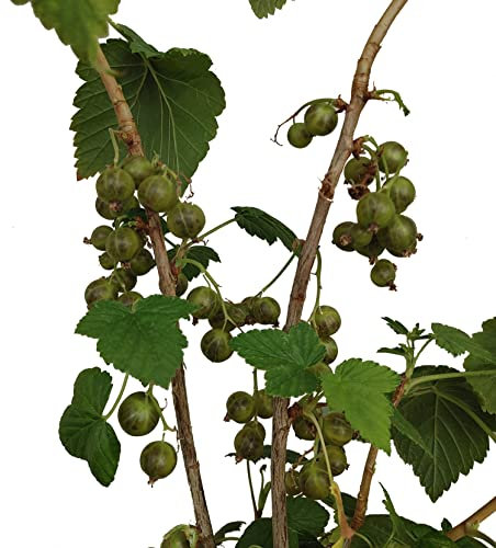 Grüne Johannisbeere `Venny´, Neuheit mit grünen Früchten, Buschform, 60-80cm im 3,5L-Topf