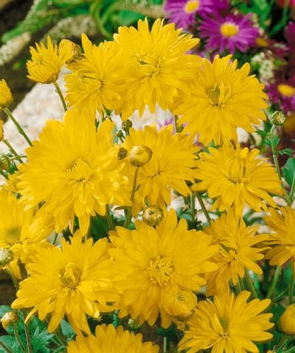 Chrysanthemum x hort. 'Citrus' ca. 9x9 cm Topf - Chrysantheme, gelb-orange Blüten, Blütezeit Herbst, ideal für Beete und Kübel, pflegeleicht und winterhart