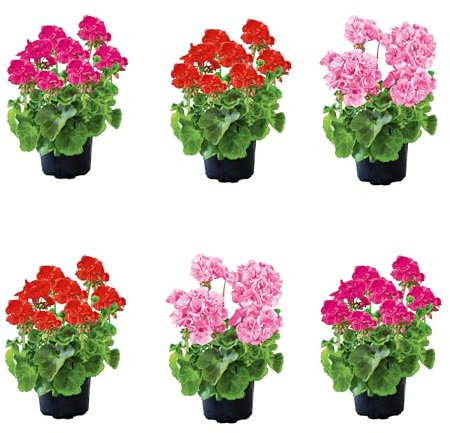 Set de Seis Unidades de Pelargonium Natural - Geranio Plantas de Exterior