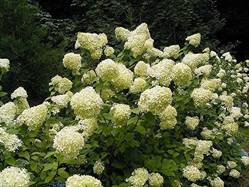 50 Hortensia Semi PEE GEE Paniculata Peegee Pannocchia Bianco Rose arbusto