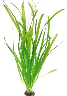 Riesenwasserschraube Vallisneria australis Gigantea, Aquarienpflanze bis 100 cm, Grün