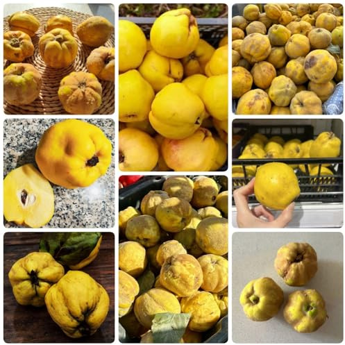 Semillas de membrillo, Cydonia oblonga - semillas variedades antiguas semillas de fresca jardín de balcón 250pcs