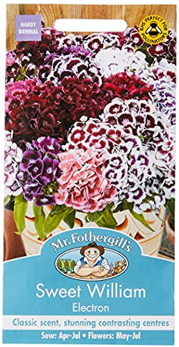 Mr Fothergill?s Seeds Ltd 20756 Mr Fothergill's Sweet William Electron, Mixed