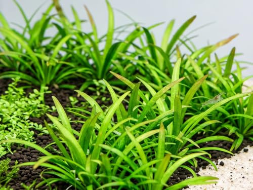 Flutendes Pfeilkraut/Sagittaria subulata - NatureHolic In-Vitro Aquarium Pflanze