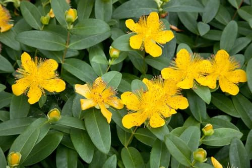 Johanniskraut Hypericum calycinum 0,5 L Topf Bodendecker winterhart | gelbe Blüten, dichter Wuchs, sonnig bis halbschattig, ideal für Böschungen, robust, langlebig, bienenfreundlich