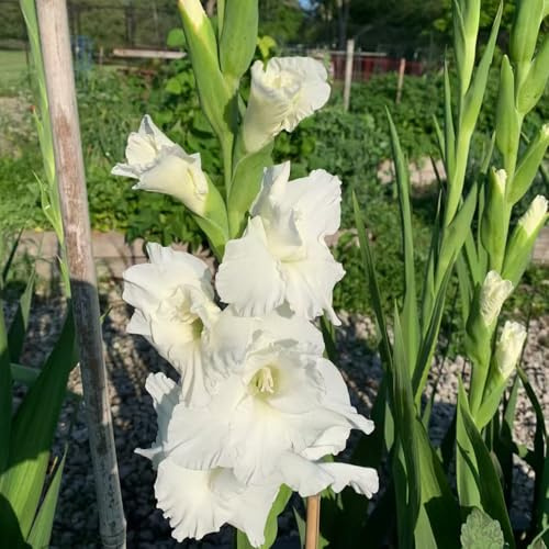 bulbi gladioli di balcone resistenti decorativi interni gladioli resistenti primavera balcone serra giardino giardino 10pcs