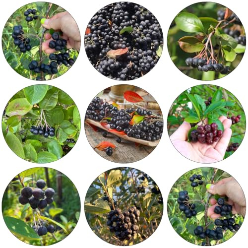 Aroniabeeren pflanzensamen topfpflanzen draußen winterhart bonsai kaufen zwergobstbäume winterharte kübelpflanzen obstpflanzen Apfelbeere deko büro kräutergarten obstbäume pflanztöpfe 150samen