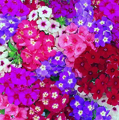 200 grani - Phlox Phlox Semi Globe mélange de primavera Semi