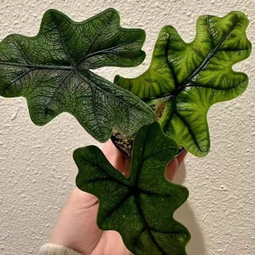 semi di alocasia - d'appartamento che l'aria vecchie varietà da balcone in resistenti all'esterno prodotti sostenibili regali 160pcs