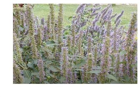 Pcs - 40x Anisagastache Agastache Foeniculum Jardin Plantes - Graines KS248 - Seeds & Plants Shop by Ipsa