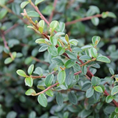24 x Cotonéaster 'Skogholm'- godet 9x9cm, pour 3m² : Couvre-sol persistant avec fleurs blanches et baies rouges, Parfait pour couvrir le sol