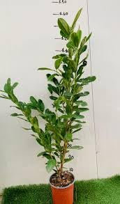 Lauro Lauroceraso (Prunus Laurocerasus Caucasica) – Arbusto Sempreverde per Siepi, H 120 cm in Vaso 18 cm – Pianta da Giardino Resistente, Crescita Rapida, Foglie Verdi Lucide