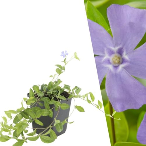 Plants by Frank Vinca Minor, 24x Immergrün Pflanzen, Ø 9 cm | Immergrün Pflanzen mit Bauviolette Blütenfarbe, Bodendecker Winterhart Mehrjährig, Stauden, Topf 9 cm, Höhe: 15 cm