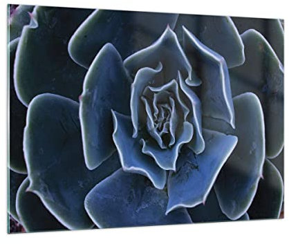 Bilder auf Glas 100x70cm Glasbild Blau Kaktus Blume Groß Wanddeko Bild im Glas Schlafzimmer Küche Deko Wandbilder Dekoration Wohnzimmer Modern Wall Decor Glasdruck Wand Kunstdruck Art GAA100x70-5008