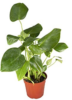 Monstera Split Leaf - 4 from California Tropicals