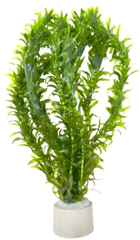 WASSERPFLANZEN WOLFF - Mit Keramik-Ring 1 Bund Argentinische Wasserpest (Egeria densa) – Schnellwachsende Sauerstoffpflanze & Algenstopp für Aquarium Kaltwasser & Warmwasser