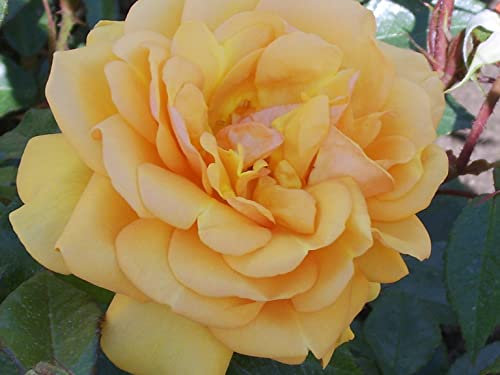 'Golden Beauty' - Floribunda - Golden Yellow Clusters - Potted Rose